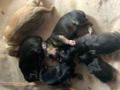Beagle Cavellier puppies