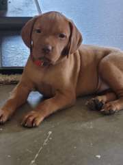 4 Gorgeouse Hungarian Vizsla looking for forever homes. 