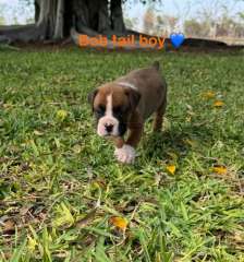 5 Boxer Puppies looking for new homes