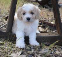 Cavachon puppies 