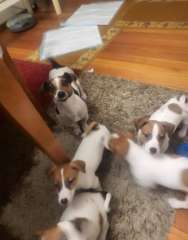 PURE-BRED JACK RUSSELLS PUPPIES - DNA VERIFICATION 