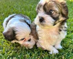 2 Gorgeous Male Shoodles Puppies Ready to go now