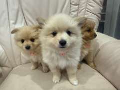 Purebred pomeranian puppies