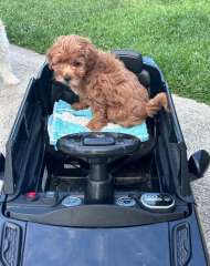 Labradoodle cross toy poodle 