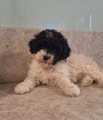 Beautiful cavoodle puppies 