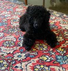 &quot;🐩 Tiny Paws, Big Love! 🏡 Your Perfect Miniature Poodle Aw