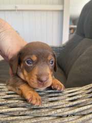 Beautiful Natured Mini Dachshund Pups 