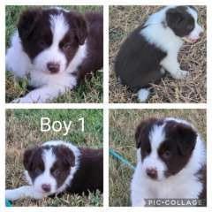 PUREBRED BORDER COLLIES FOR SALE