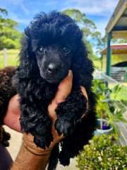 Pure Bred Toy Poodle Puppies