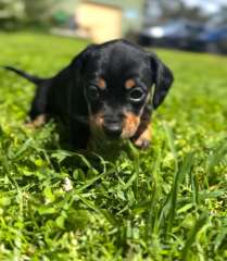 Dachshund puppies - Miniature smooth haired