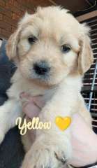 F2 Groodle (Golden Doodle) Puppies - Males & Females