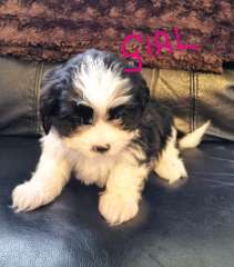 Cava Tzu puppies needing homes