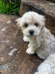 Maltese X Toy Poodle Puppies for sale