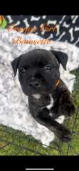 Purebreed English Staffy 