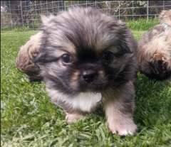 Tibetan Spaniel Puppies